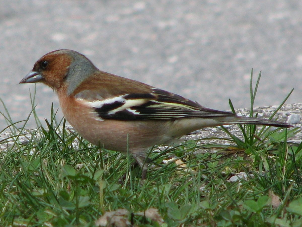 Bogfinken